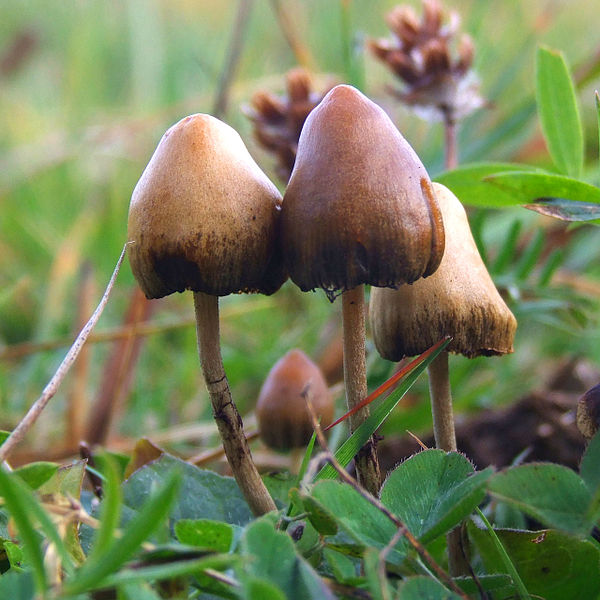 Psilocybe semilanceata, © Arp au Mushroom Observer Psilocybe semilanceata