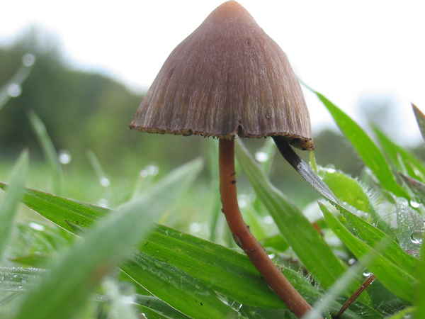 Psilocybe mexicana, © Cactu sur wikimedia Psilocybe mexicana