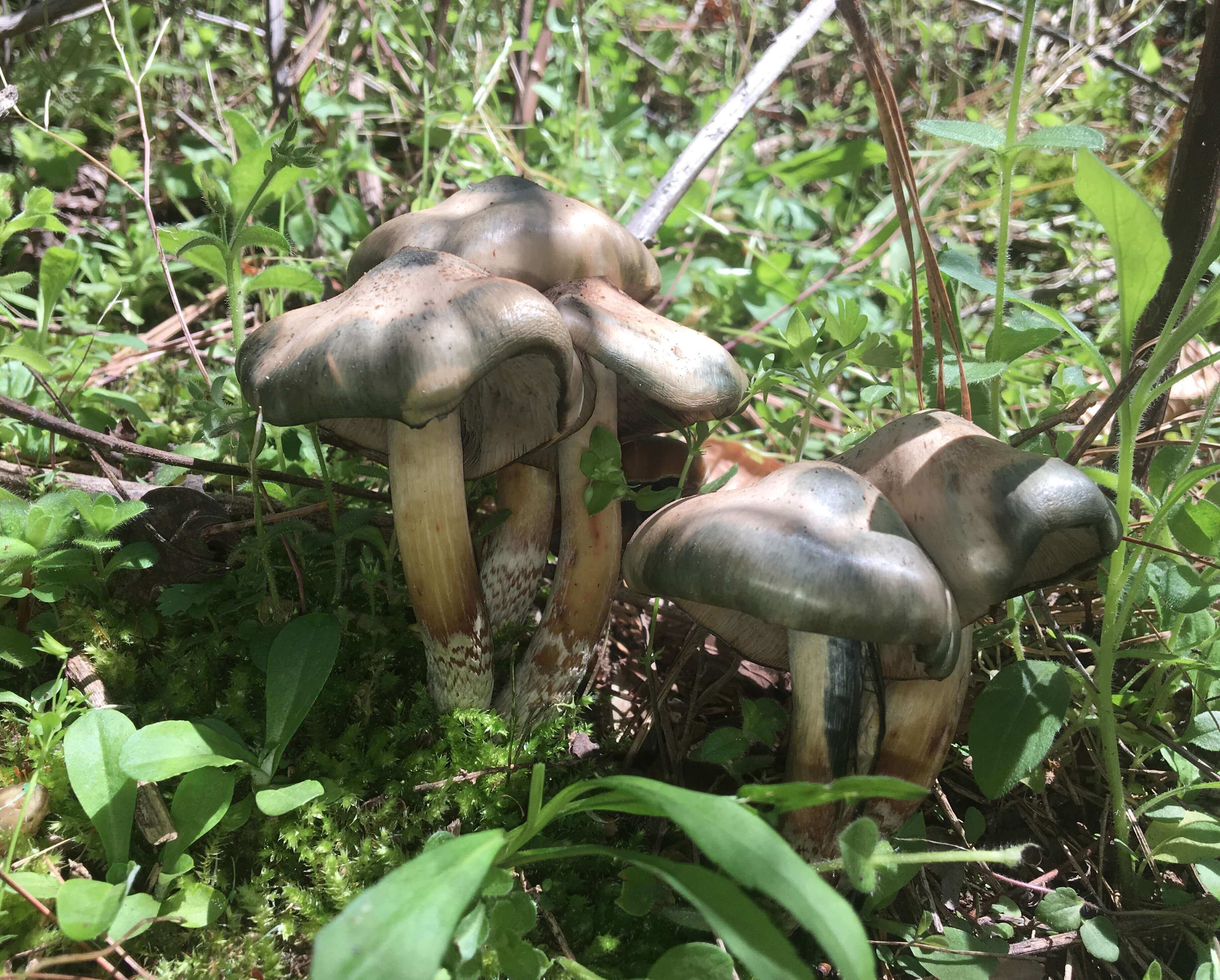 Psilocybe Caerulescens, © Jimmy Craine (doctorghosty) Psilocybe caerulescens